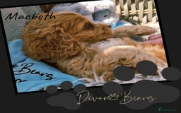 Cockapoo dogs for sale: 5*licenced, stunning F1 English Cockapoo puppies - Image 25
