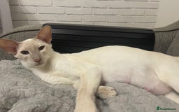 Siamese cats for sale: Lovely Siamese Kitten🩵❤️ - Advert 2