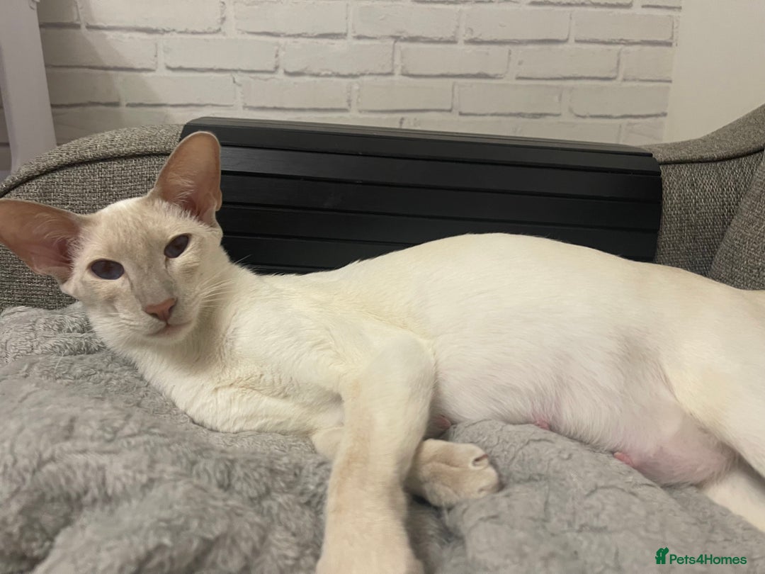 Siamese cats for sale: Lovely Siamese Kitten🩵❤️ - Advert 2