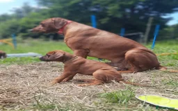Mixed Breed dogs for sale: areerwwrerwe - Image 1