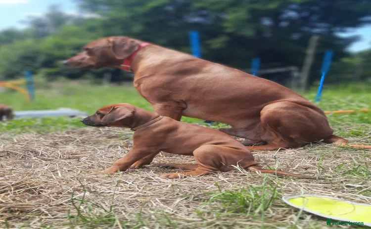 Mixed Breed dogs - Advert 5