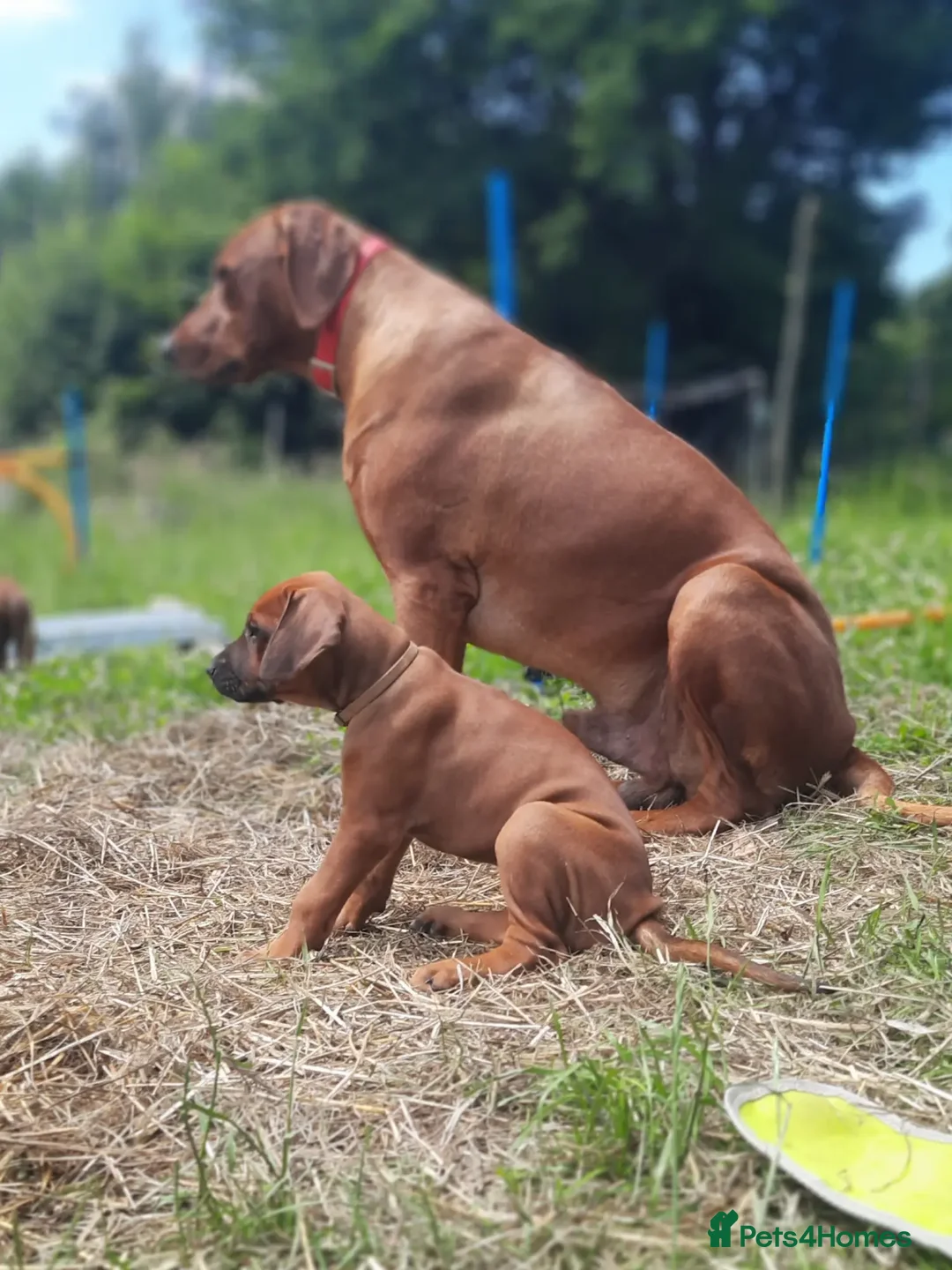 Mixed Breed dogs for sale: areerwwrerwe - Image 1