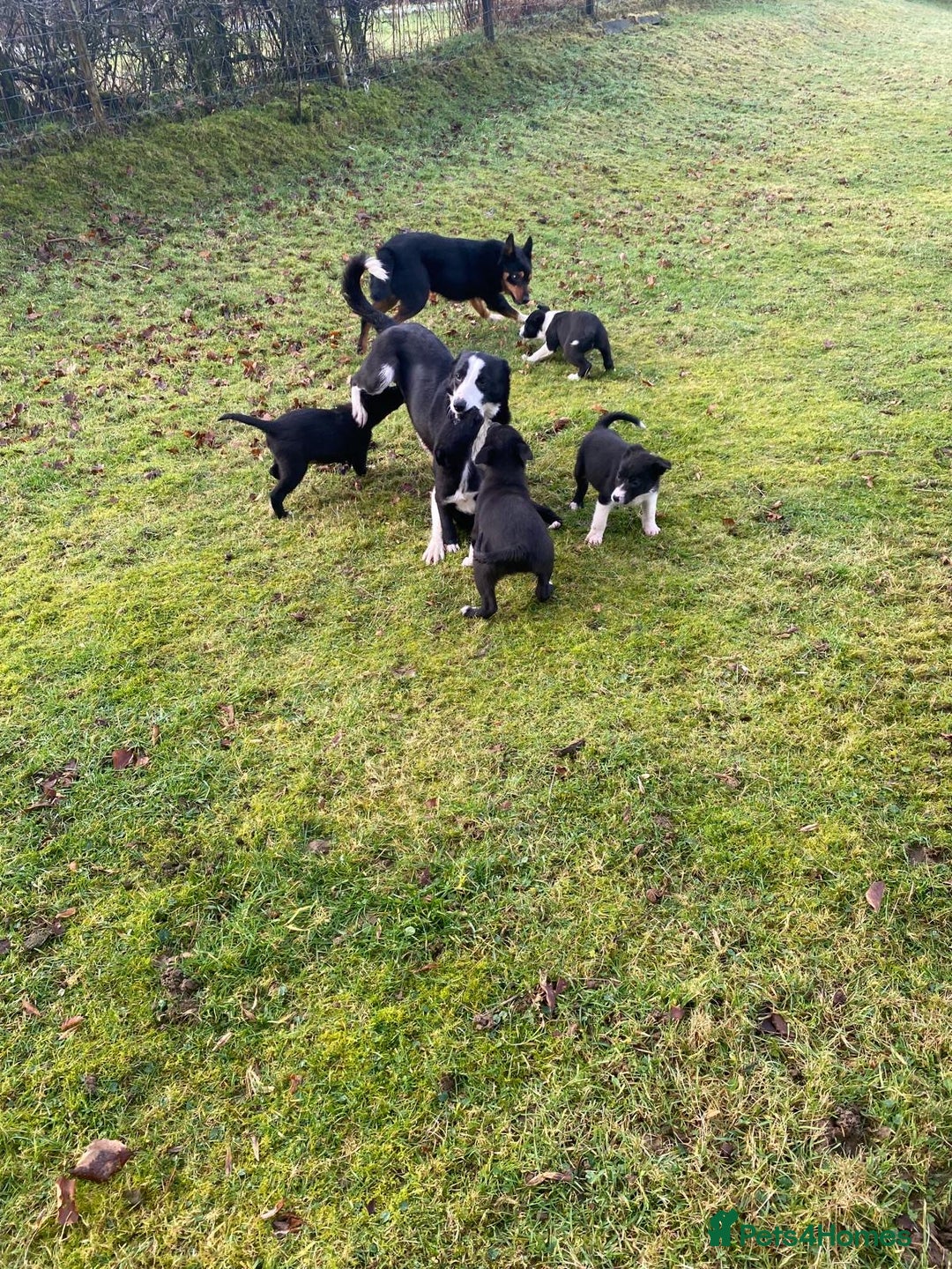 Mixed Breed dogs for sale: Beautiful Kelpie X Border Collie Puppies For Sale - Advert 8