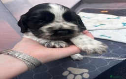 Cocker Spaniel dogs for sale: Litter of quality show Cocker spaniel puppies - Image 2