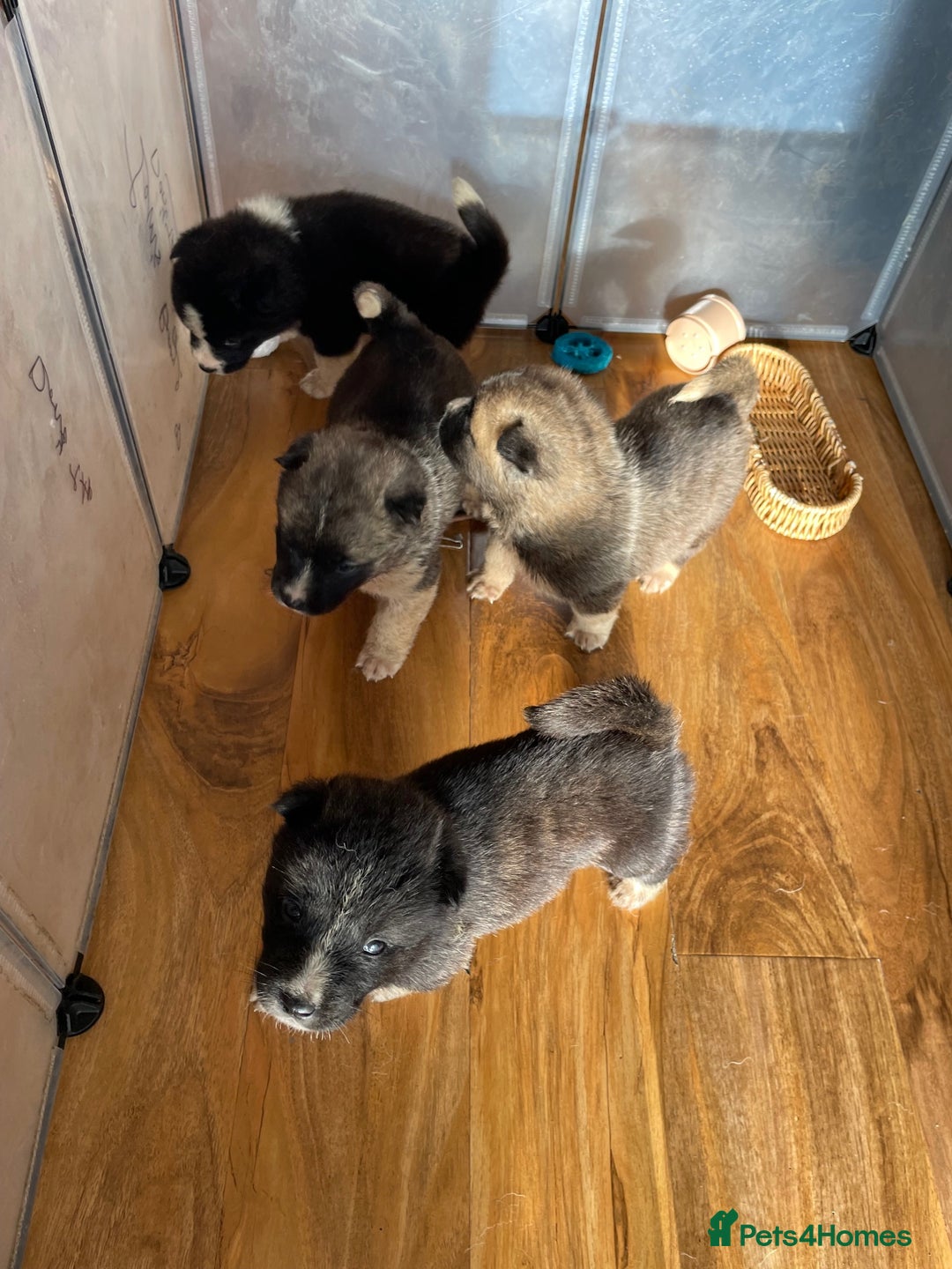 Akita dogs for sale: Stunning American Akita puppy (*LAST 1,  REDUCED*) - Advert 8