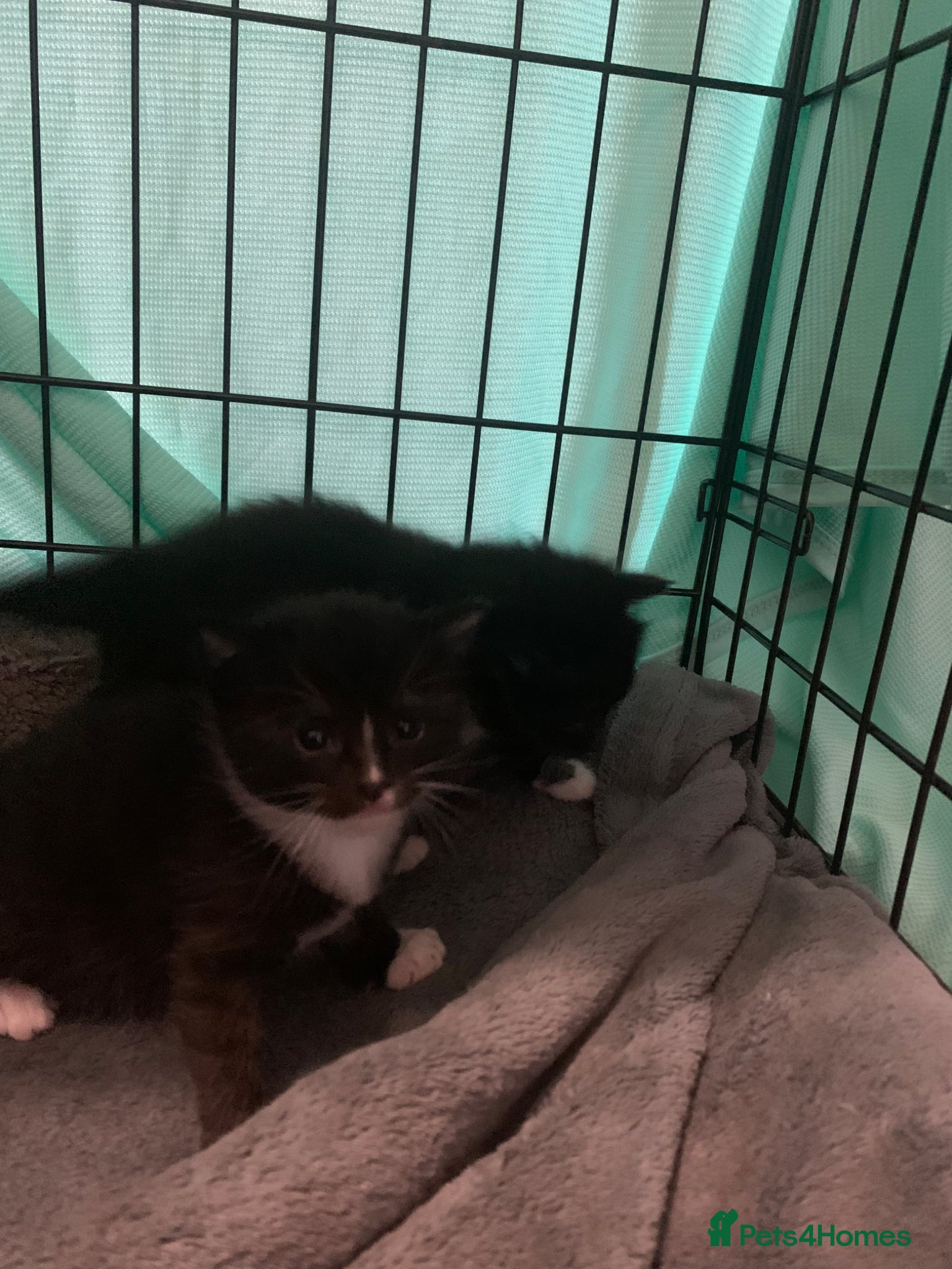 Mixed Breed cats for sale: beautiful kittens - Advert 2