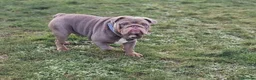 English Bulldog dogs for stud: Kc registered Lilac &tan BUlldog for STUD - Advert 2