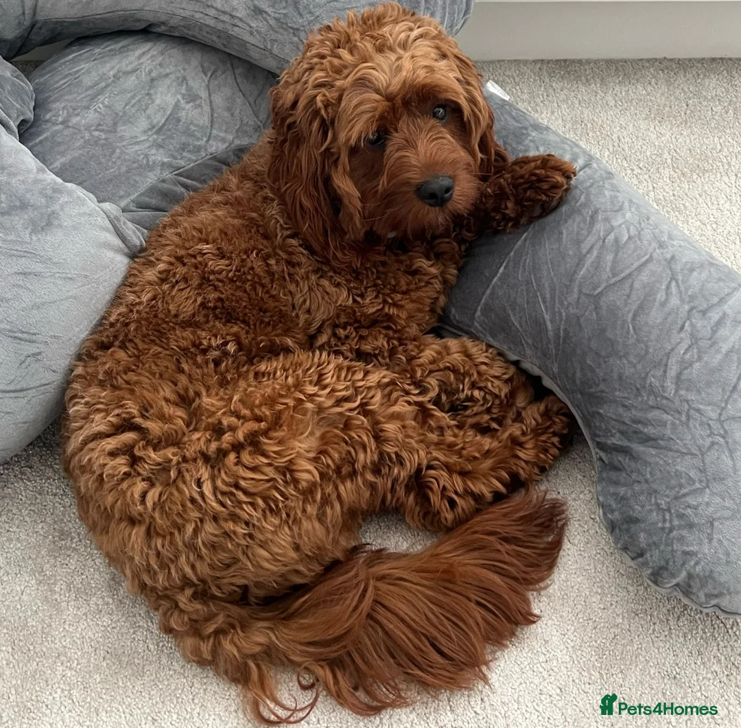 Cavapoo dogs for sale: Extensively health tested cavapoos - Advert 13