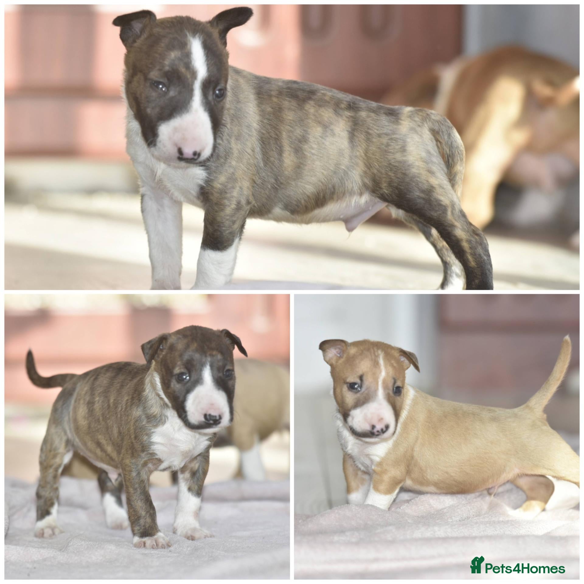 Miniature Bull terrier dogs Excellent miniature english bull terrier puppies  - Advert 1