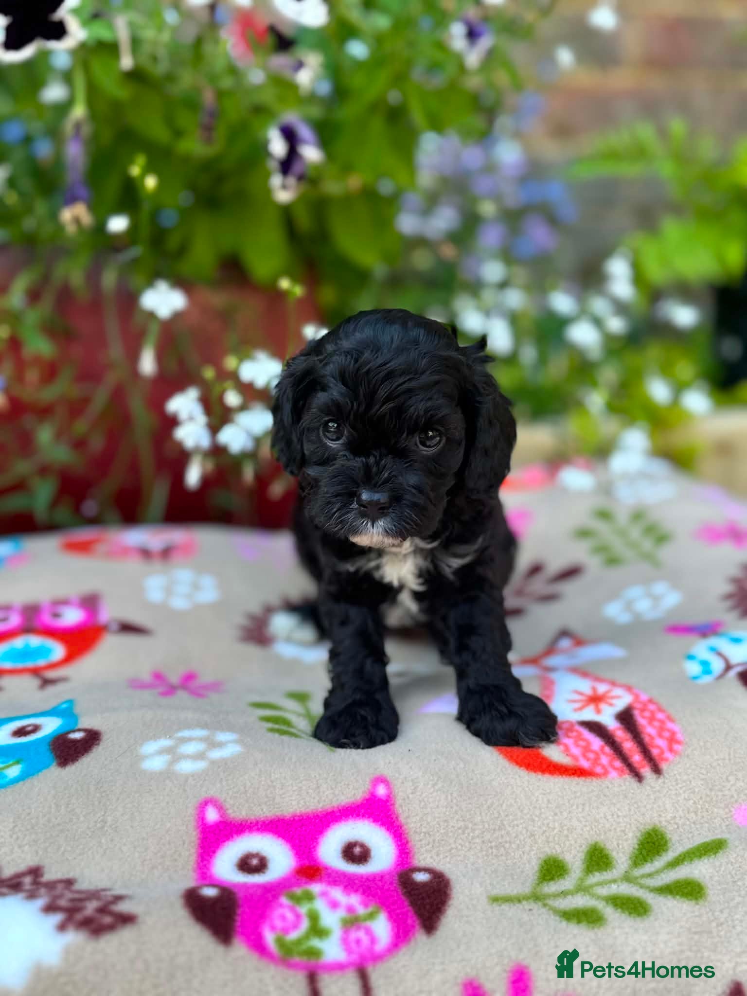 Cavapoo dogs Quality true mini Cavapoo pups DNA tested parents. - Advert 2