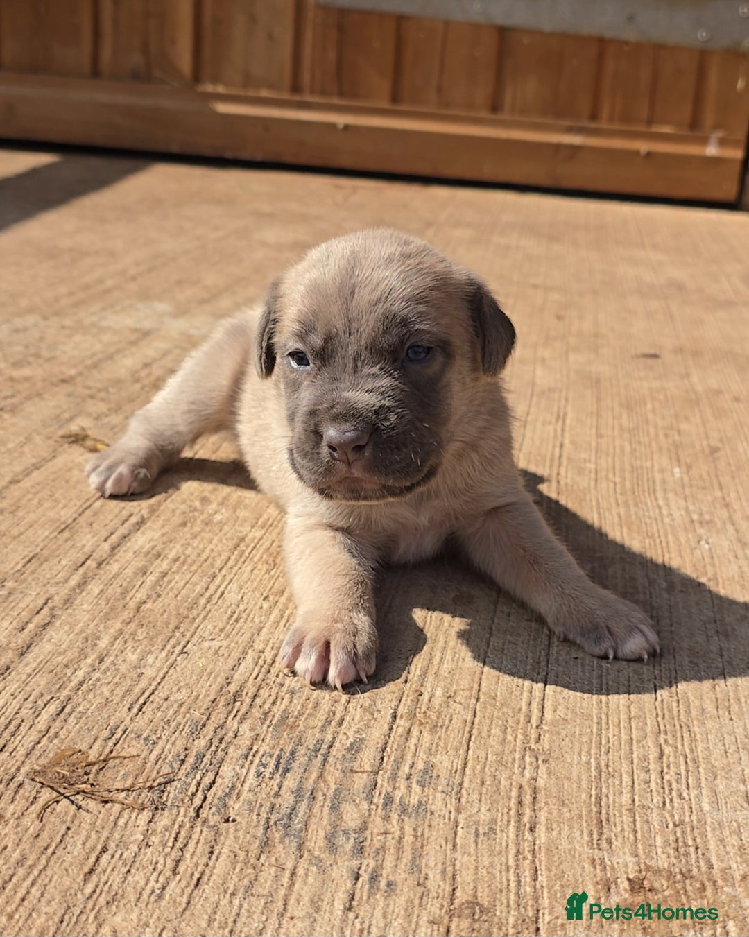 Cane Corso dogs for sale: Beautiful Italian Mastiff available - Image 1