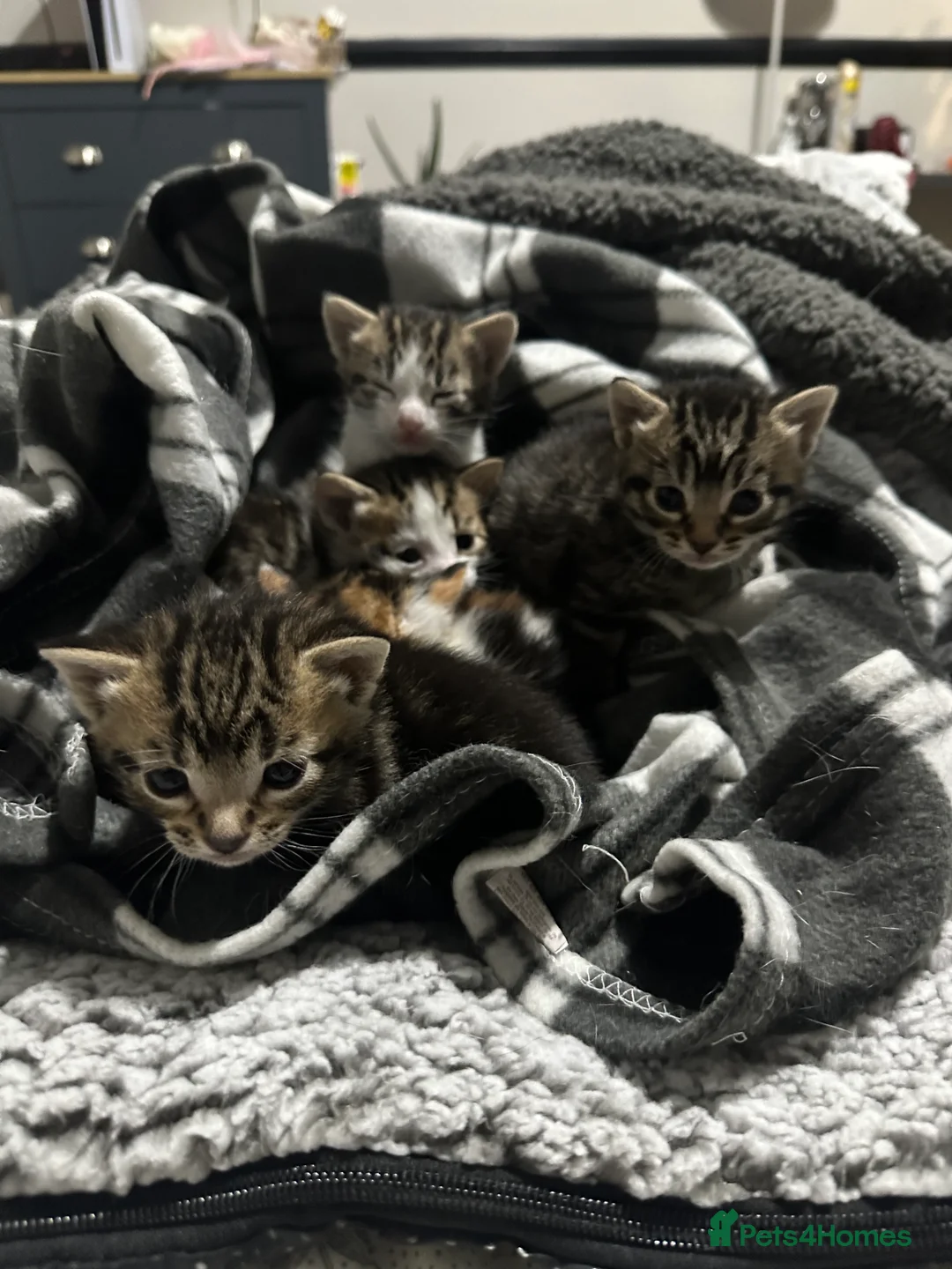 Mixed Breed cats for sale: Mixed male tabby boys  - Advert 7