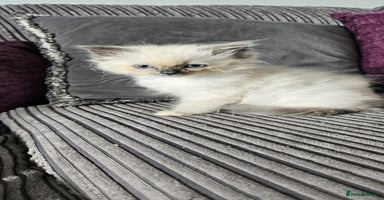 Ragdoll cats - Advert 1