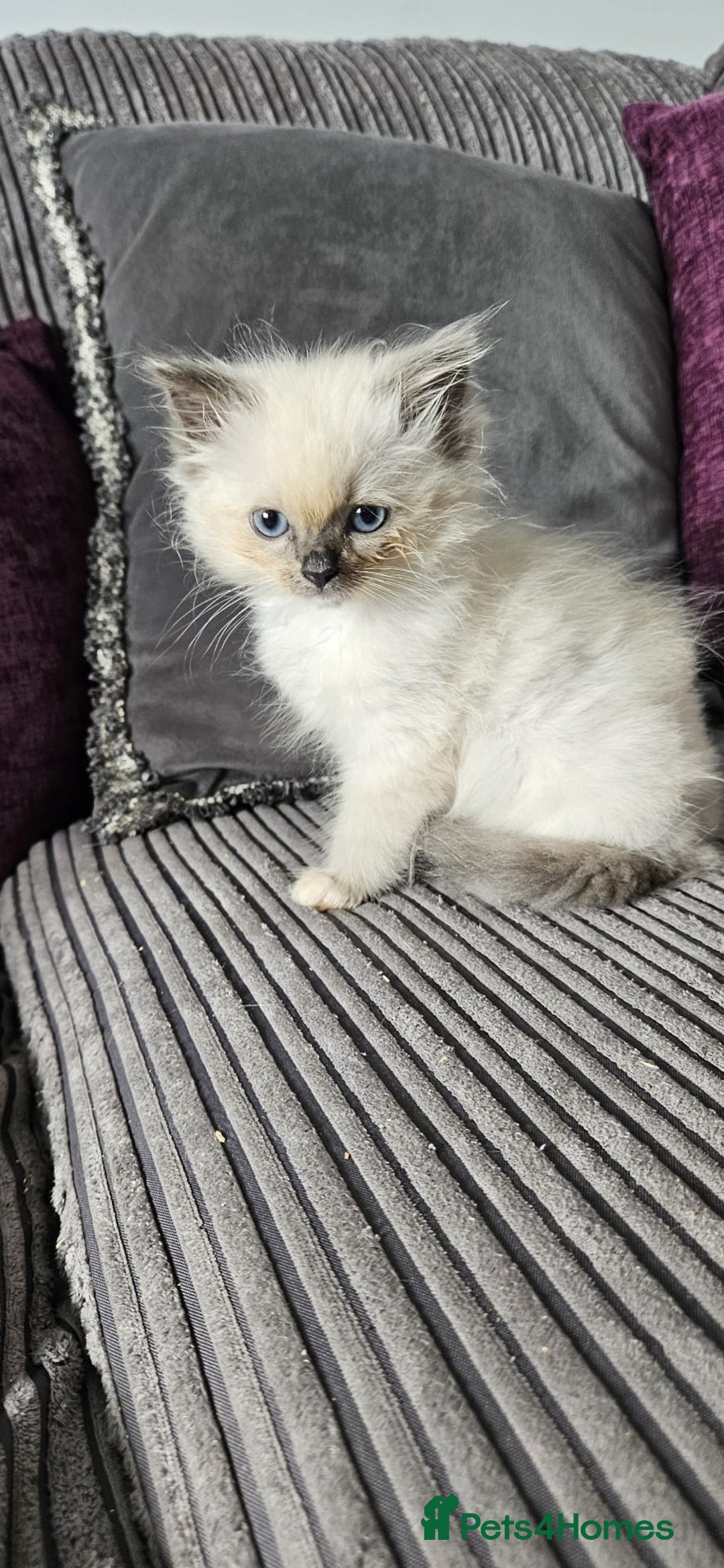Ragdoll cats for sale: Ragdoll kittens looking for new homes - Image 3