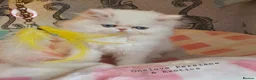 Persian cats for sale: 🎀🎀 GCCF Persian Kitten 🎀🎀 - Advert 4