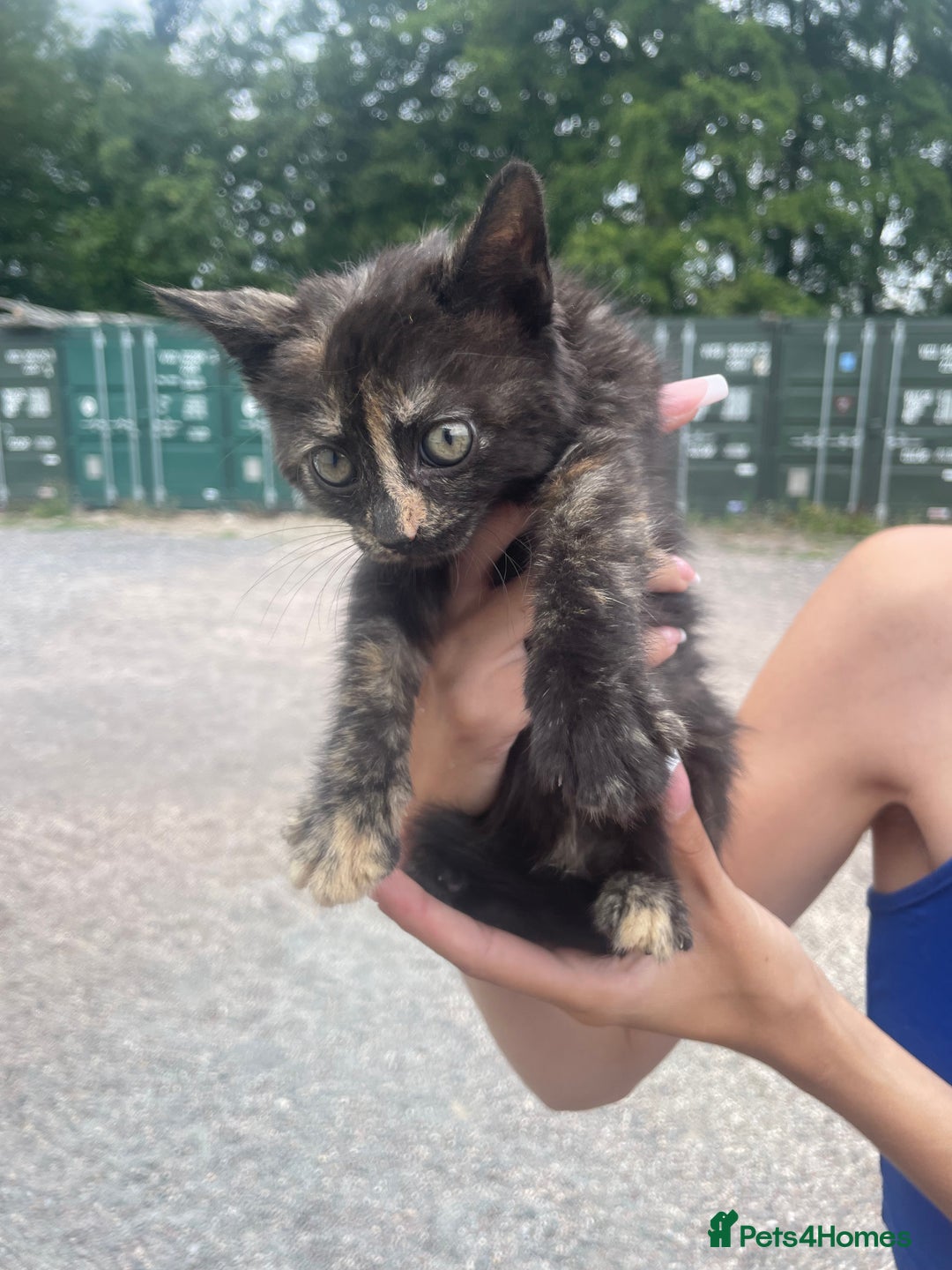 Ragdoll cats for sale: Randall x kittens - Image 7