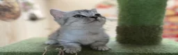 Munchkin cats for sale: ✨ Adorable TICA Registered Munchkin Kittens ✨ - Advert 4