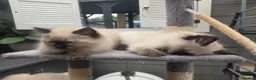 Ragdoll cats for sale: Rag Doll Kittens ready for homing in Coventry - Advert 3