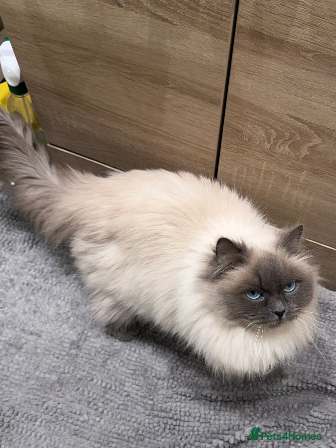 Ragdoll cats for sale: Ragdoll female looking for her forever home - Advert 8