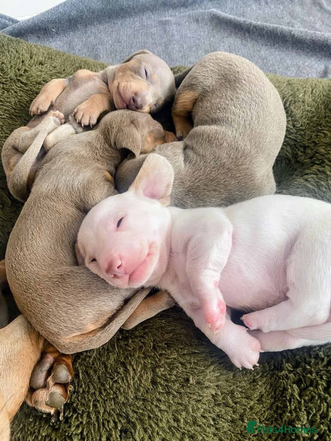 Miniature Dachshund dogs for sale: Beautiful Miniature dachshunds - Advert 1