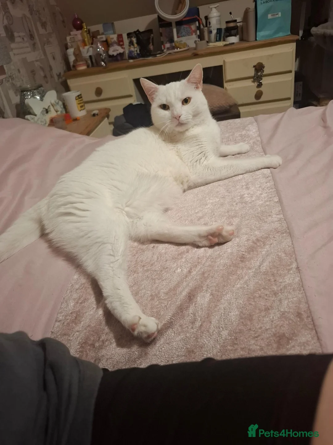 Mixed Breed cats for sale: Timid but loving adult cat for rehoming - Advert 2