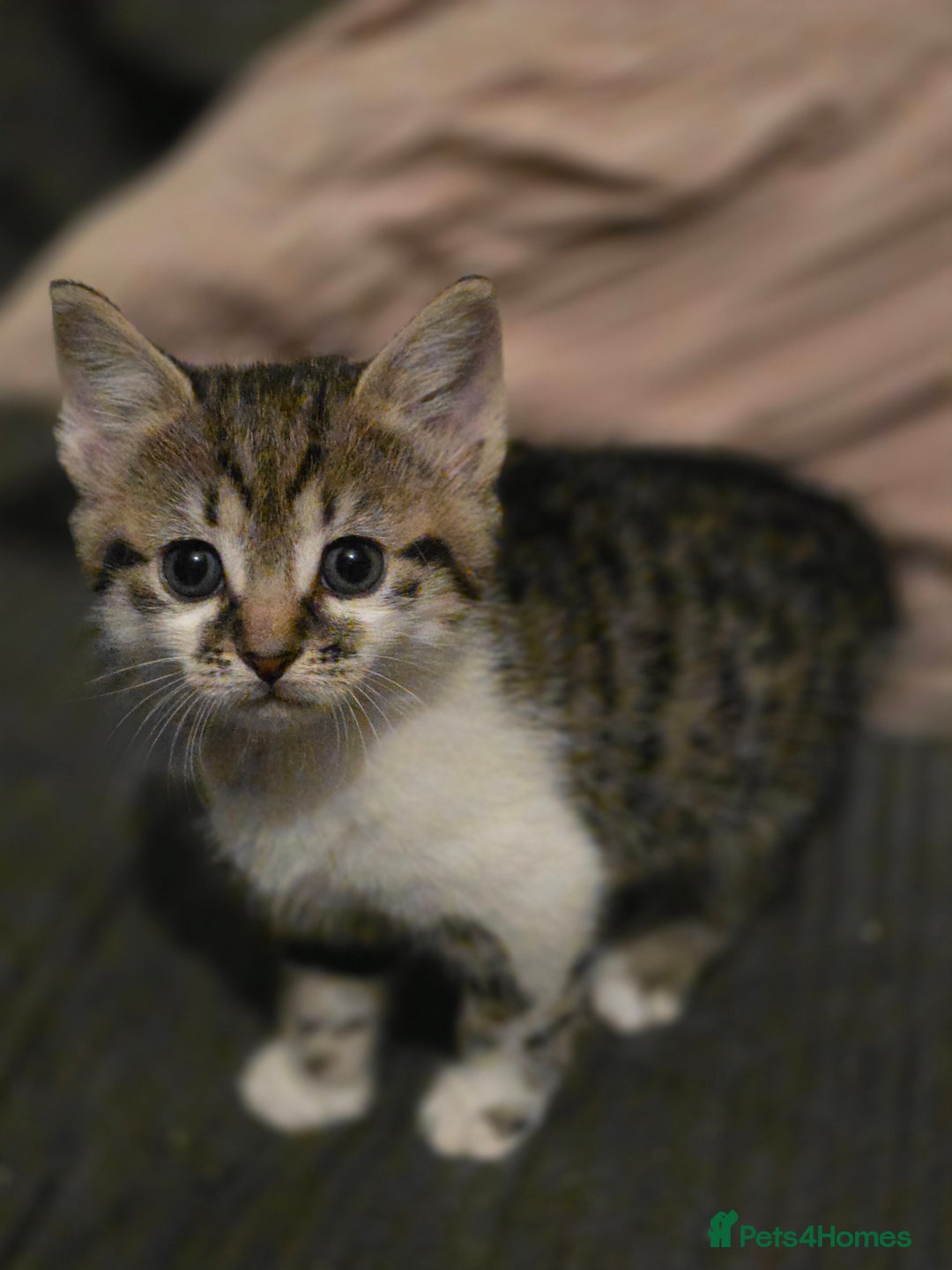 Mixed Breed cats for sale: Beautiful kittens for sale - Advert 11