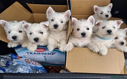West Highland Terrier dogs for sale: KC Reg Quality West Highland Terrier Puppies  - Image 2