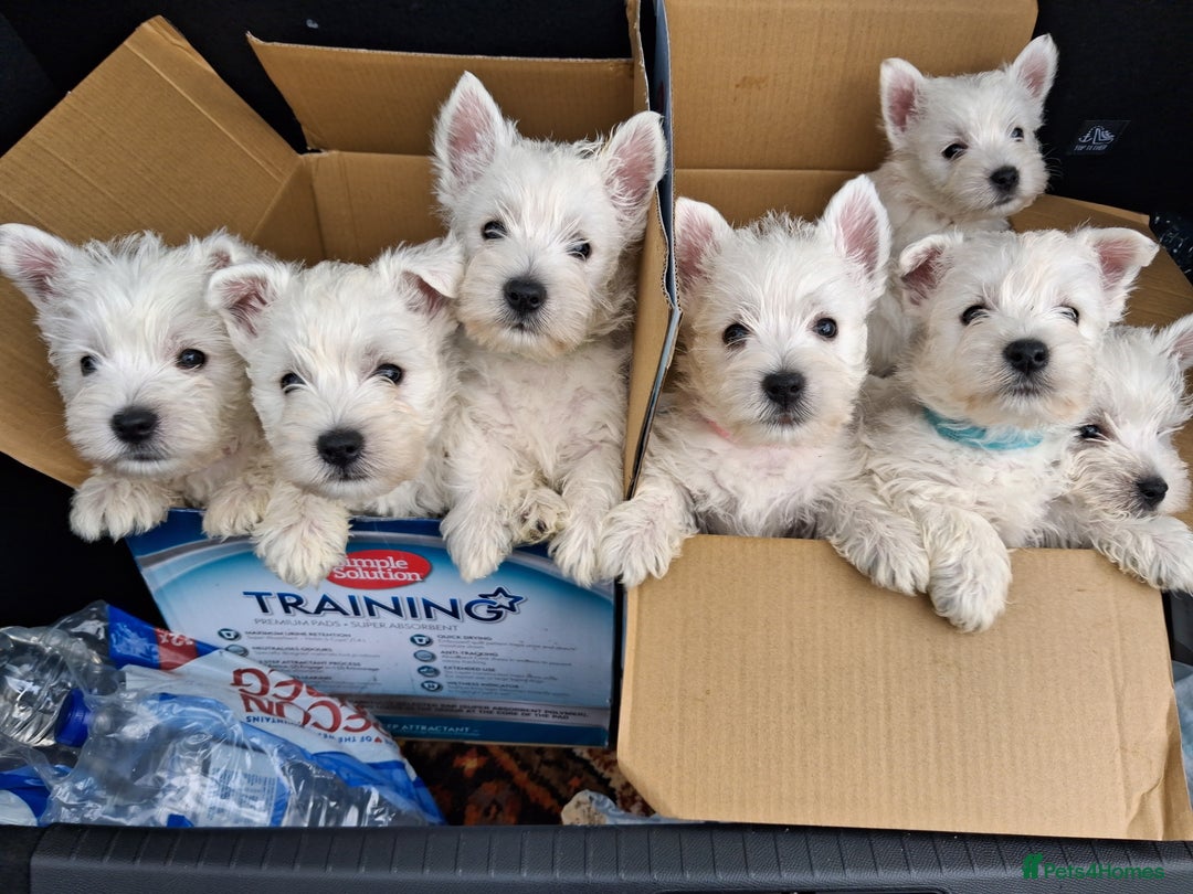 West Highland Terrier dogs for sale: KC Reg Quality West Highland Terrier Puppies  - Image 2