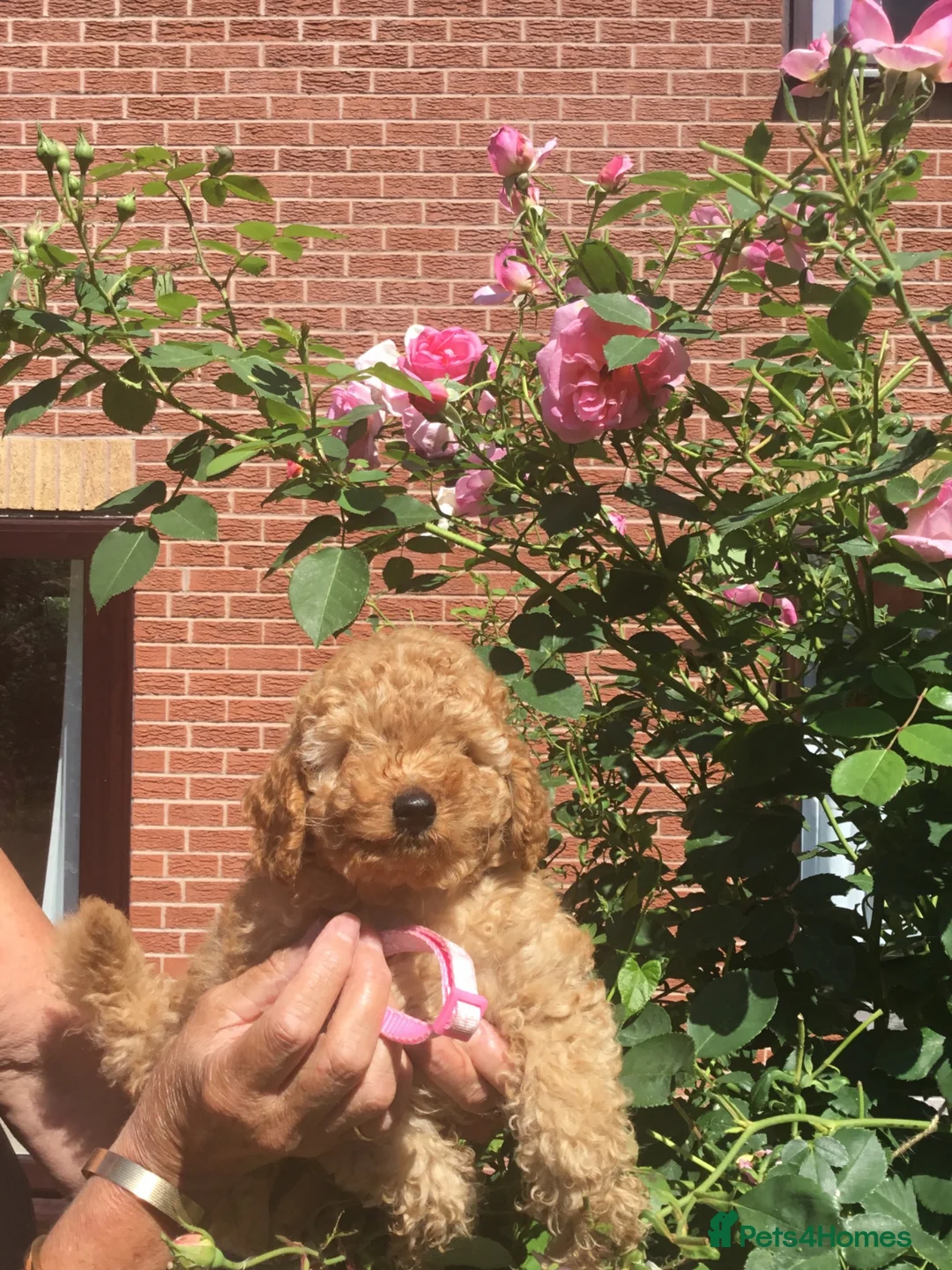 Toy Poodle dogs for sale: Adorable Pedigree Red Toy Poodle puppies - Advert 5