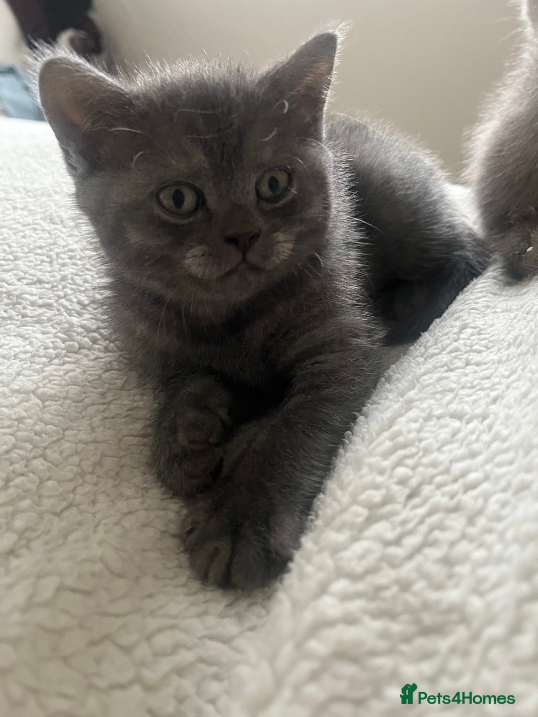 British Shorthair cats for sale: Beautiful BSH kittens, 1 girl, 1 boy available  - Advert 9