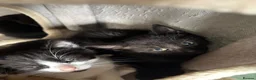 Mixed Breed cats for sale: Adorable cute kittens - Advert 6