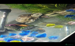 Turtle reptiles for sale: Male and female musk turtles  - Image 5