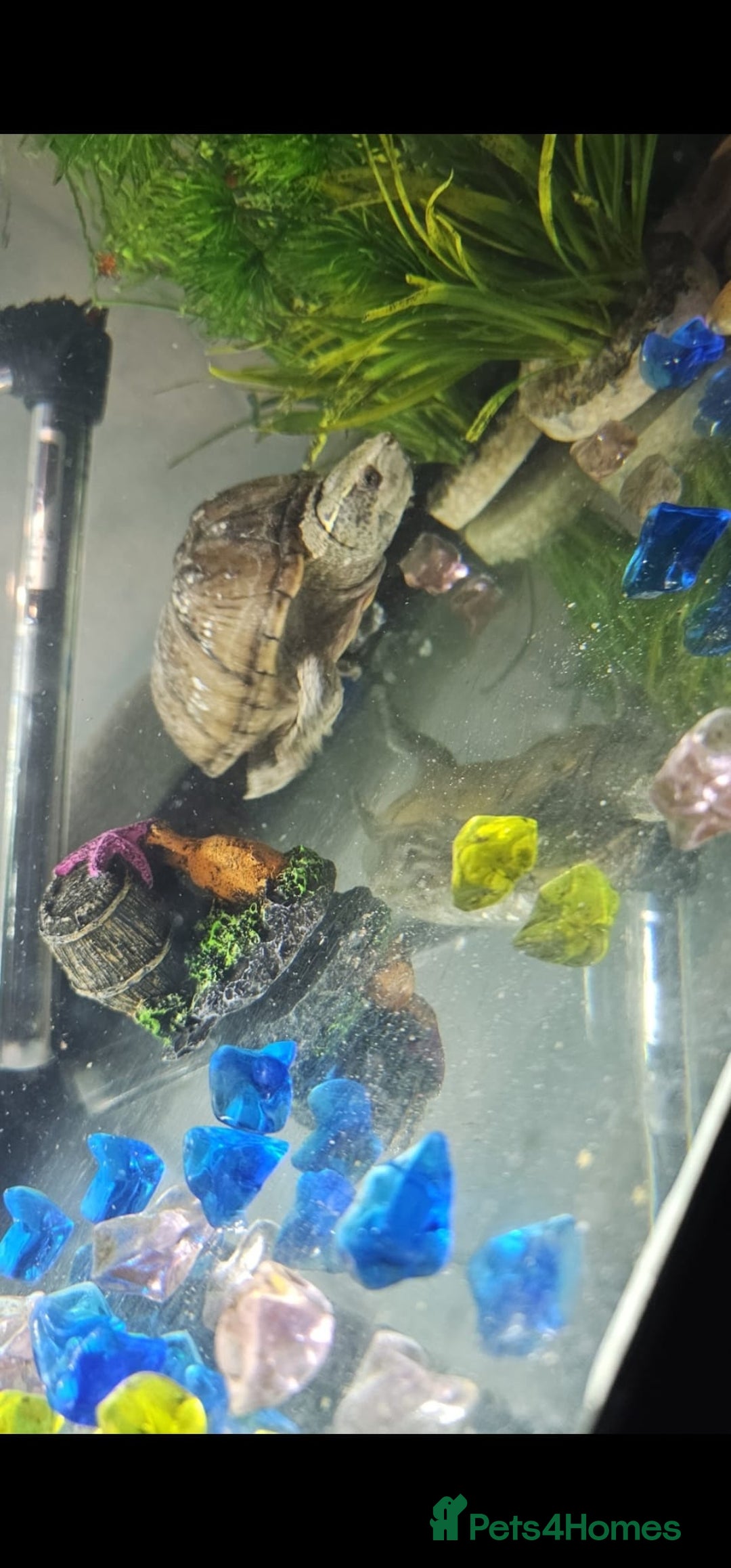 Turtle reptiles for sale: Male and female musk turtles  - Image 5