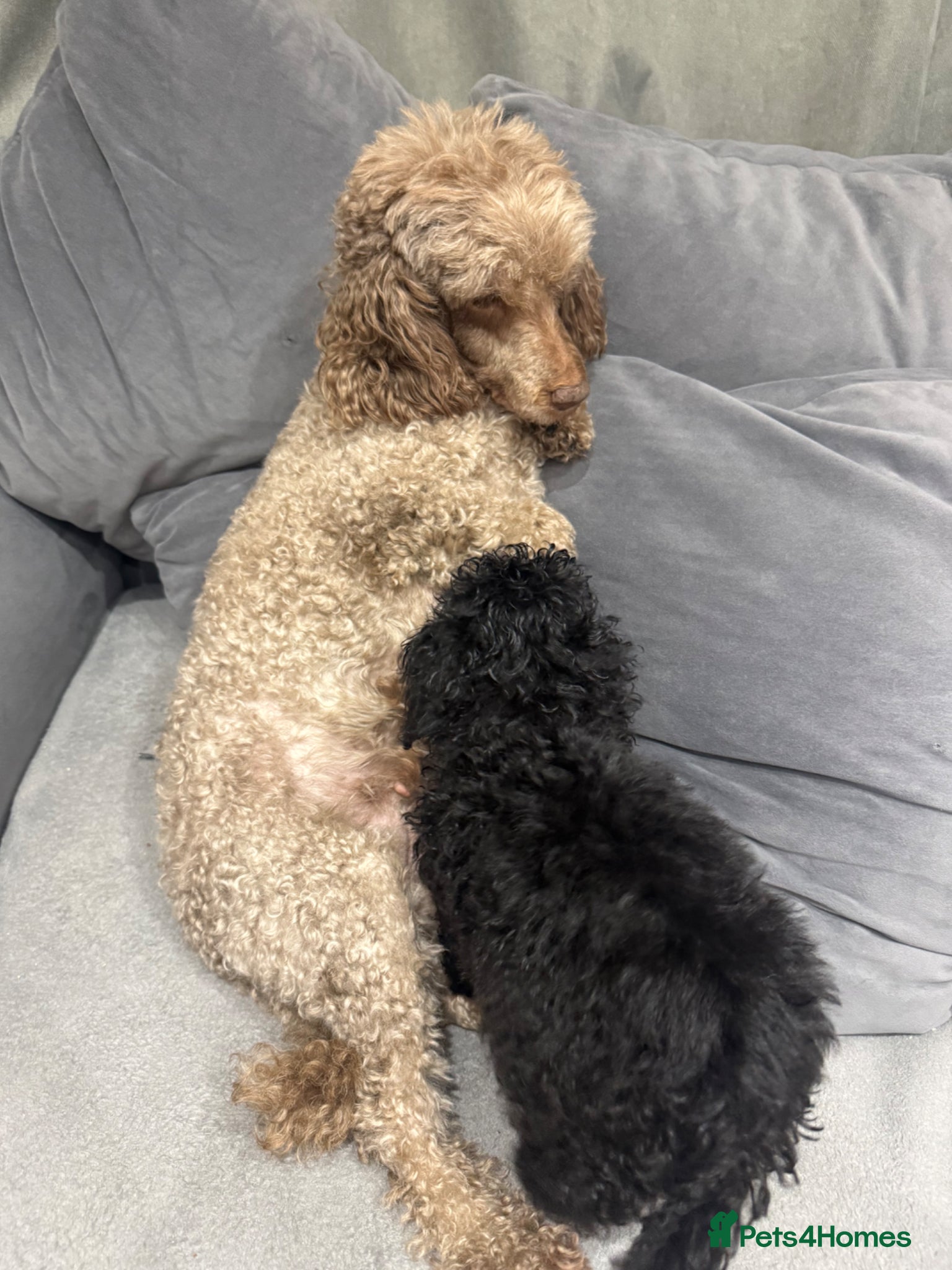 Toy Poodle dogs Kc reg toy poodle girl (black) - Advert 2