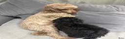Toy Poodle dogs for sale: Kc reg toy poodle girl (black) - Advert 1