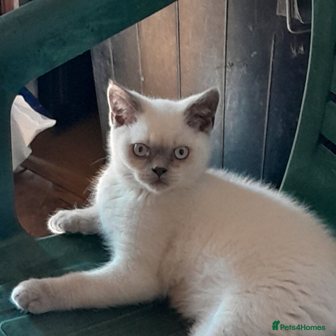British Shorthair cats for sale: BSH Lilac Colourpoint Kitten - 1 left in Clacton-on-Sea - Image 5