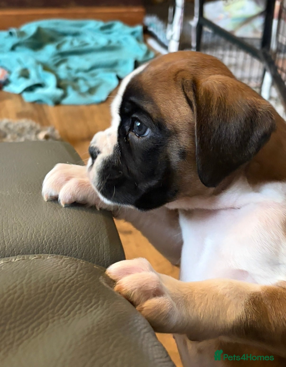 Boxer dogs  ⭐️ Fully health checked KC registered ⭐️ - Advert 1