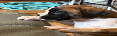 Boxer Puppy 3