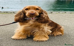 Cocker Spaniel dogs for sale: Quality Simbawood Sable Show Type Cocker Spaniels  - Image 7
