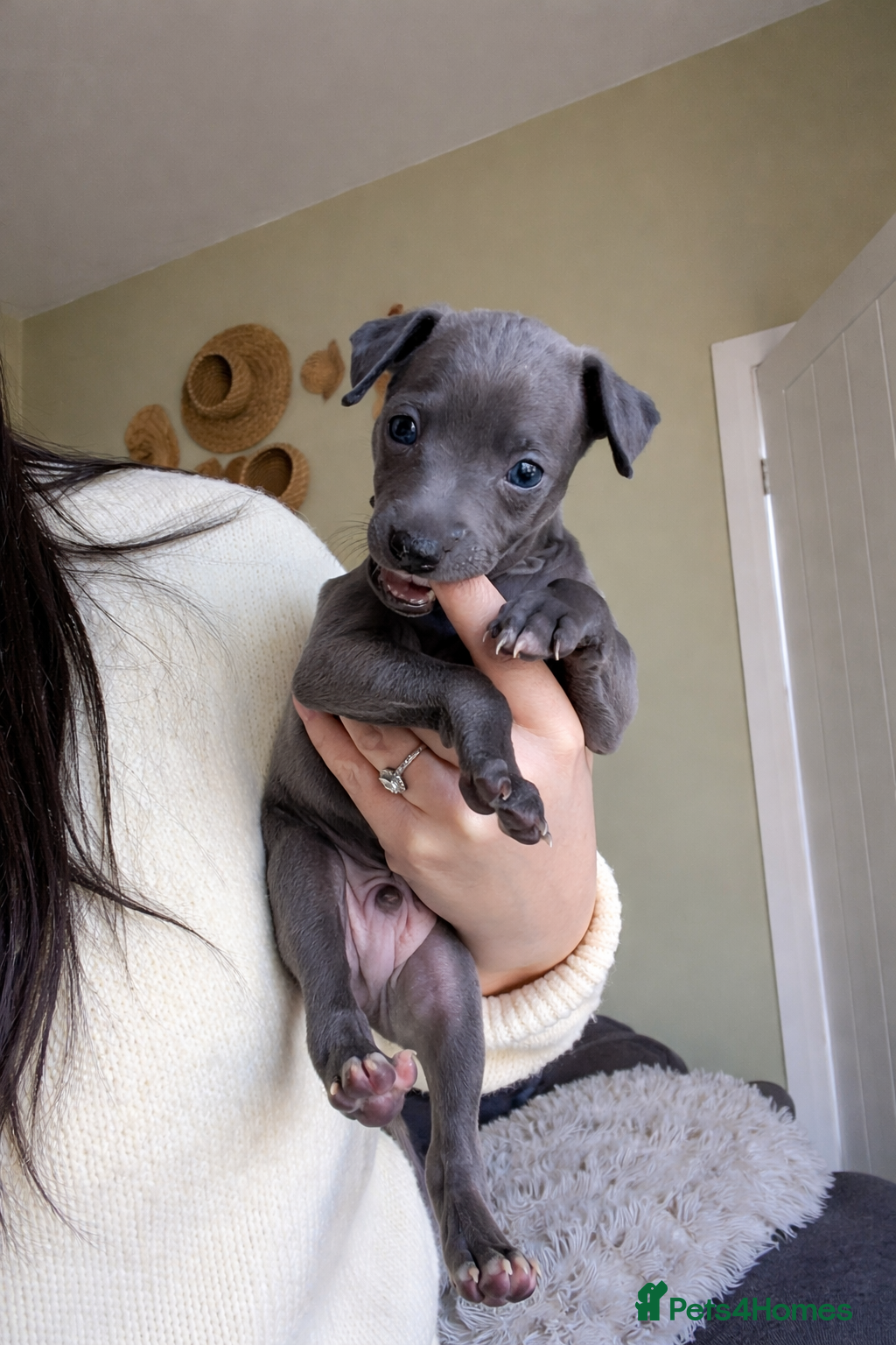 Italian Greyhound dogs  🩵Last Blue Italian Greyhound Boy 🩵 - Advert 4