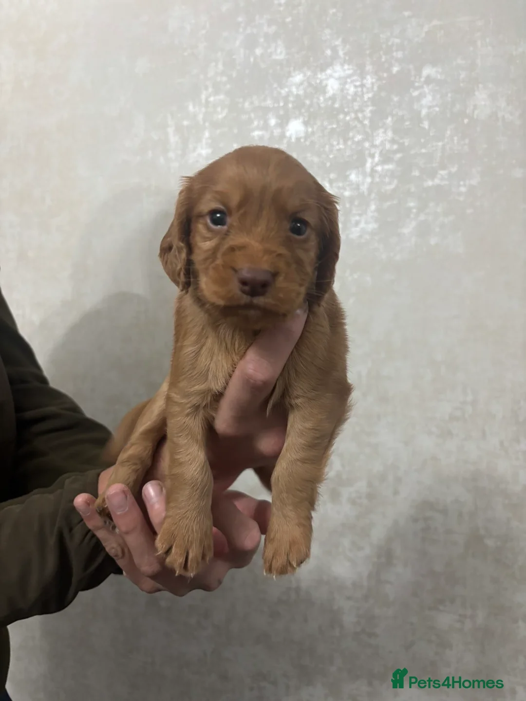 Cocker Spaniel dogs for sale: KC Registered Cocker Spaniel Puppies  - Advert 4