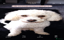 Cavapoochon dogs for stud: Cavapoochon - Image 2
