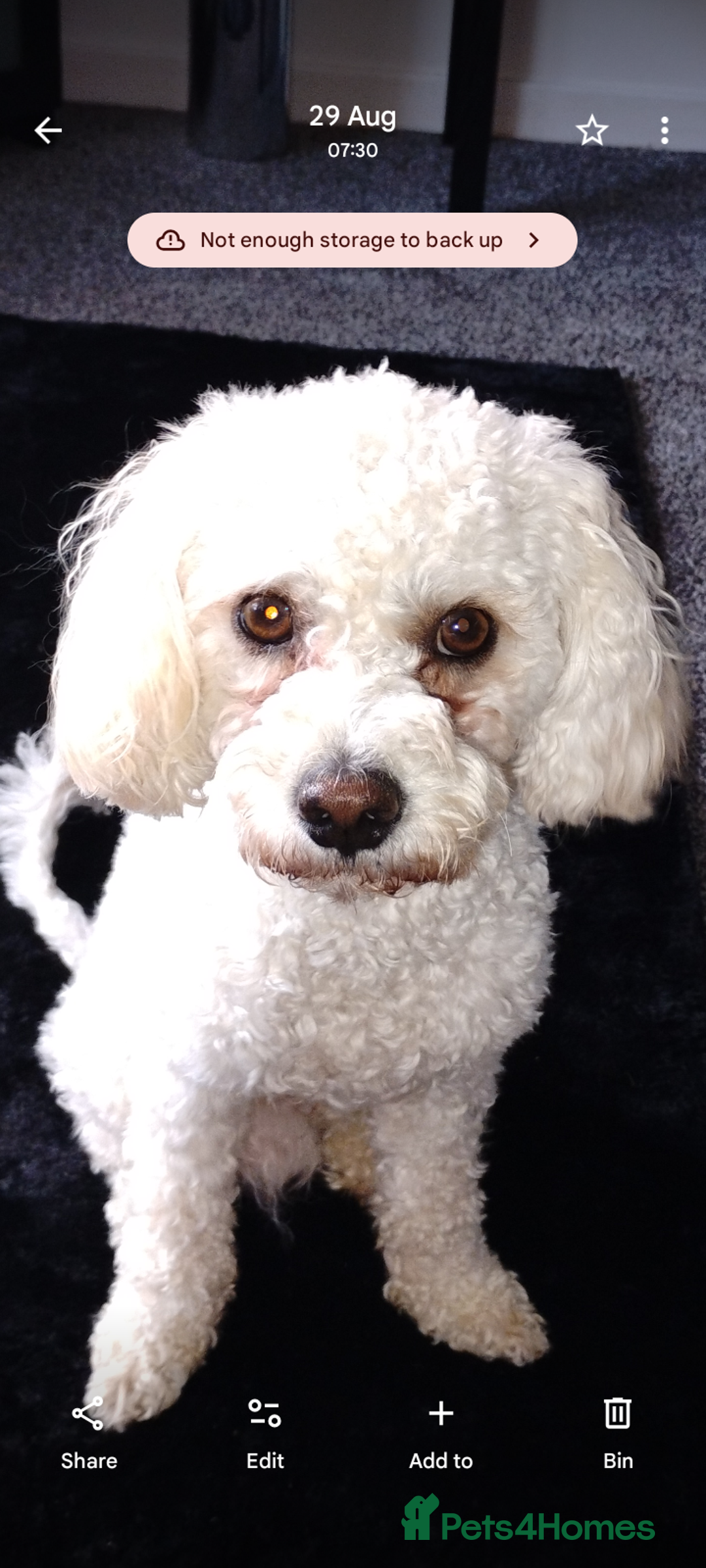 Cavapoochon dogs for stud: Cavapoochon - Image 2