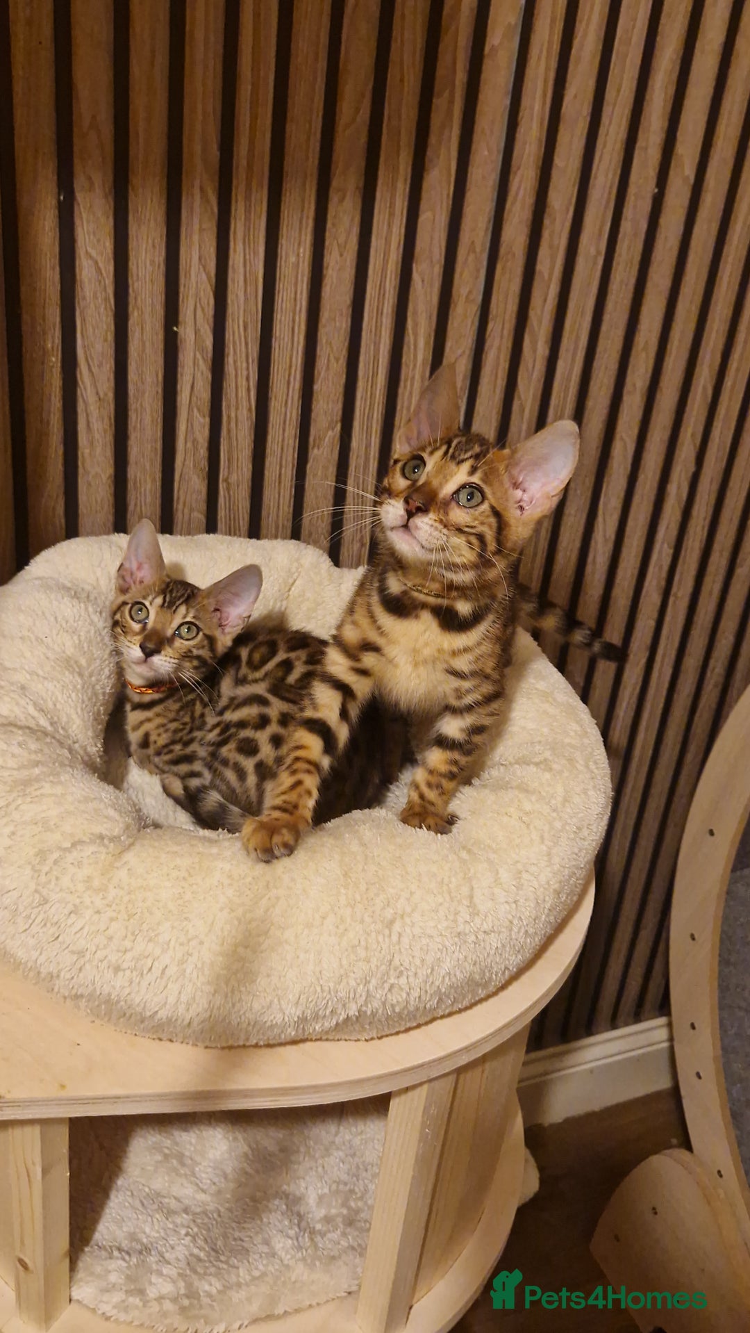 Bengal cats for sale: Beutifull kittens❤️ - Advert 10