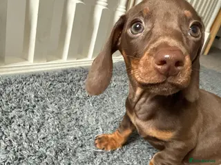 Miniature Dachshund dogs Mini dachshund puppies - Advert 17