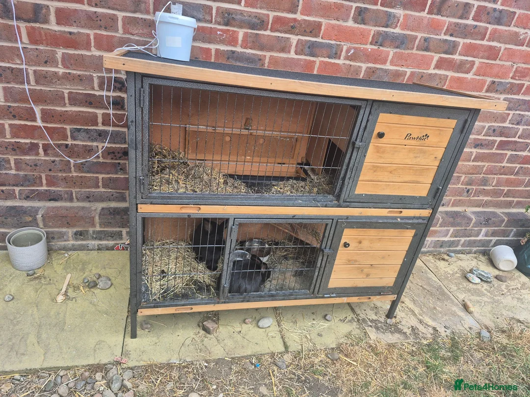 Mixed Breed rabbits for sale: Mini lops rabbits for adoption - Advert 4
