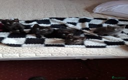 Mixed Breed cats for sale: Lovely little black and tabby kittens  - Image 1