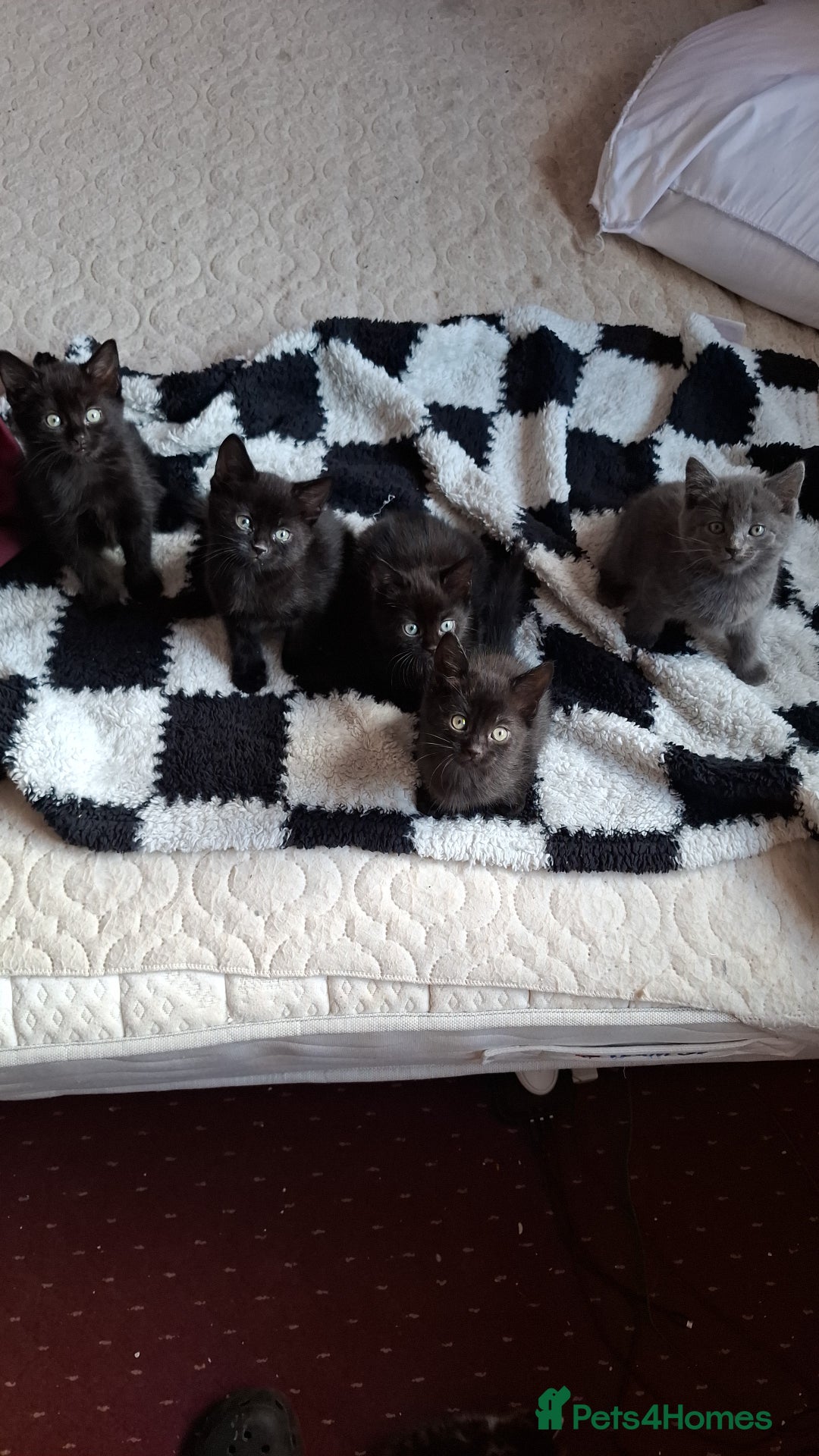 Mixed Breed cats for sale: Lovely little black and tabby kittens  - Image 1