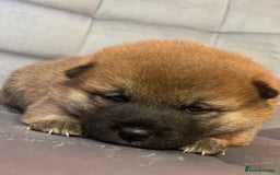 Japanese Shiba Inu dogs for sale: Adorable Japanese Shiba Inu Puppy Little Sunshine  - Image 8