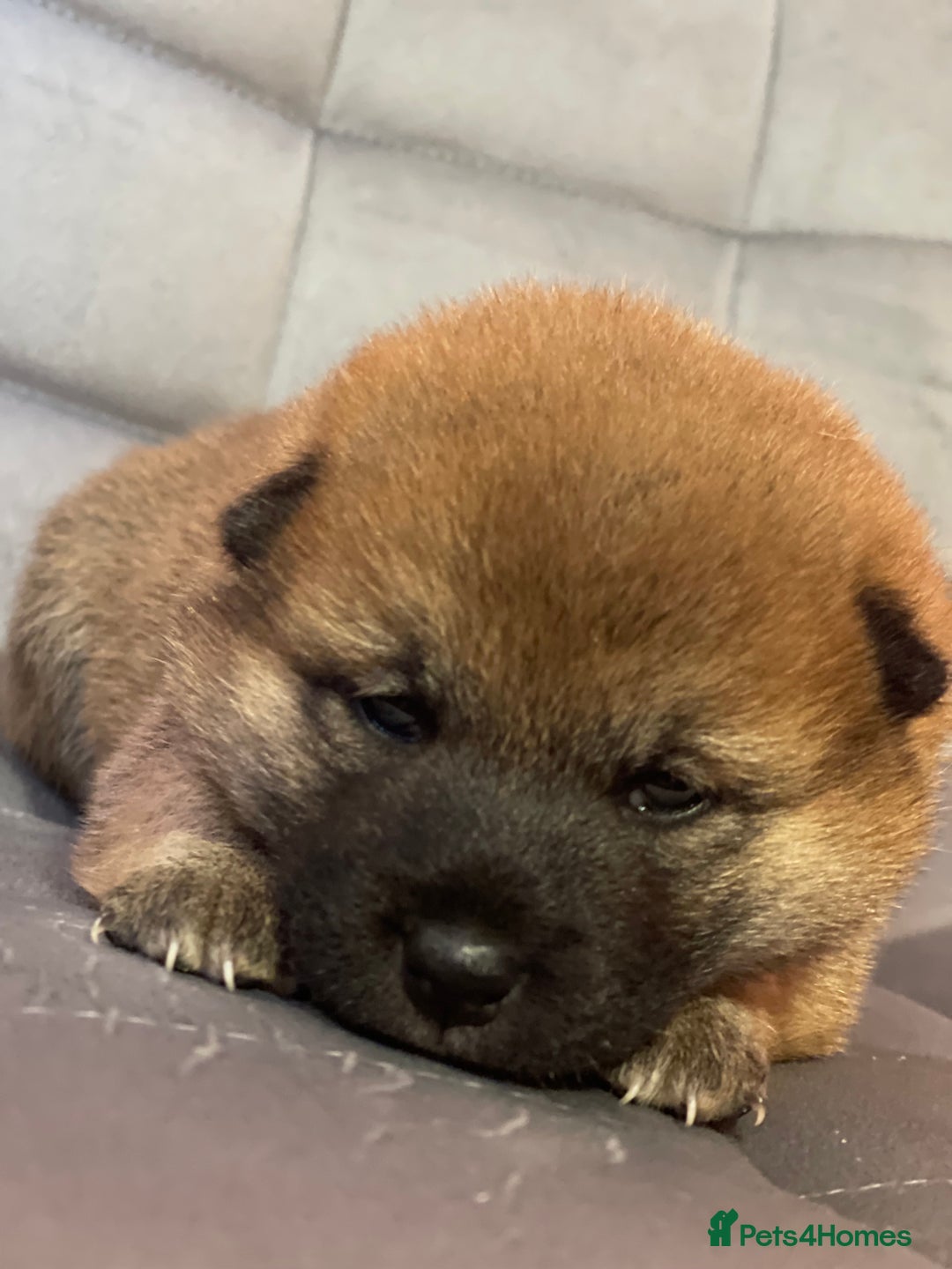 Japanese Shiba Inu dogs for sale: Adorable Japanese Shiba Inu Puppy Little Sunshine  - Image 8